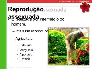 Reprodução
assexuada
Angiospermas – flor, fruto e semente
• É realizada por intermédio do
homem.
– Interesse econômico
– Agricultura
• Estaquia
• Mergulhia
• Alporquia
• Enxertia
Ciências – 7º ano Ens. Fundamental 2º Bimestre Profa. Rebeca Vale
 