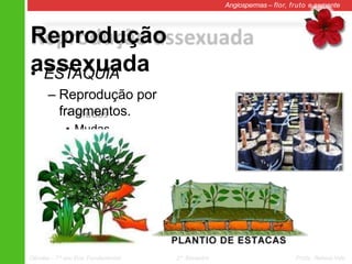 Reprodução
assexuada
Angiospermas – flor, fruto e semente
• ESTAQUIA
– Reprodução por
fragmentos.
• Mudas
Ciências – 7º ano Ens. Fundamental 2º Bimestre Profa. Rebeca Vale
 