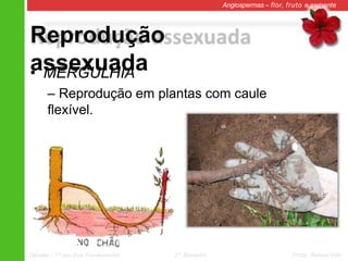 Reprodução
assexuada
Angiospermas – flor, fruto e semente
• MERGULHIA
– Reprodução em plantas com caule
flexível.
Ciências – 7º ano Ens. Fundamental 2º Bimestre Profa. Rebeca Vale
 