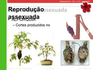 Reprodução
assexuada
Angiospermas – flor, fruto e semente
• ALPORQUIA
– Cortes produzidos no
caule.
Ciências – 7º ano Ens. Fundamental 2º Bimestre Profa. Rebeca Vale
 