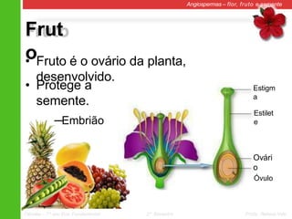 Estigm
a
Estilet
e
Ovári
o
Óvulo
Frut
o
Angiospermas – flor, fruto e semente
• Fruto é o ovário da planta,
desenvolvido.
• Protege a
semente.
─Embrião
Ciências – 7º ano Ens. Fundamental 2º Bimestre Profa. Rebeca Vale
 