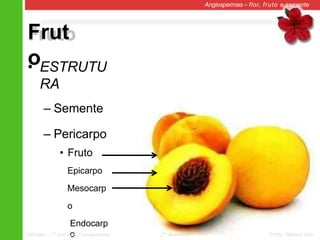Frut
o
Angiospermas – flor, fruto e semente
• ESTRUTU
RA
– Semente
– Pericarpo
• Fruto
Epicarpo
Mesocarp
o
Endocarp
o
Ciências – 7º ano Ens. Fundamental 2º Bimestre Profa. Rebeca Vale
 