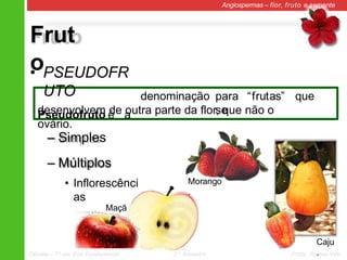 Maçã
.
Frut
o
Angiospermas – flor, fruto e semente
– Simples
– Múltiplos
• Inflorescênci
as
• PSEUDOFR
UTO
Pseudofruto é a
denominação para “frutas” que
se
desenvolvem de outra parte da flor, que não o
ovário.
Caju
.
Morango
.
Ciências – 7º ano Ens. Fundamental 2º Bimestre Profa. Rebeca Vale
 