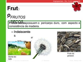 Frut
o
Angiospermas – flor, fruto e semente
• FRUTOS
SECOS
– Indeiscente
s
• Não se
abre
m
.
Frutos secospossuem o pericarpo duro, com aspecto e
consistência de madeira.
Dente-de-
leão
Fruto do
girassol.
Ciências – 7º ano Ens. Fundamental 2º Bimestre Profa. Rebeca Vale
 