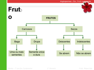 Frut
o
Angiospermas – flor, fruto e semente
FRUTOS
Secos
Carnosos
Baga Drupa
Uma ou mais
sementes
Semente única
e dura
Deiscentes Indeiscentes
Se abrem Não se abrem
Ciências – 7º ano Ens. Fundamental 2º Bimestre Profa. Rebeca Vale
 