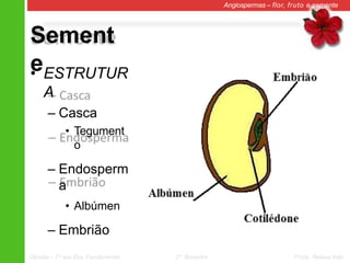Sement
e
Angiospermas – flor, fruto e semente
• ESTRUTUR
A
– Casca
• Tegument
o
– Endosperm
a
• Albúmen
– Embrião
Ciências – 7º ano Ens. Fundamental 2º Bimestre Profa. Rebeca Vale
 