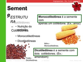 Sement
e
Angiospermas – flor, fruto e semente
• ESTRUTU
RA
–
Cotilédones
• Nutrição do
embrião
• Monocotiledôneas
• Dicotiledôneas
Milho -
Monocotiledônea.
Ciências – 7º ano Ens. Fundamental 2º Bimestre Profa. Rebeca Vale
Feijão -
Dicotiledônea.
Monocotiledônea é a semente
com
apenas um cotilédone. (Ex.: arroz)
Dicotiledônea é a semente com
dois cotilédones. (Ex.:
amendoim)
 