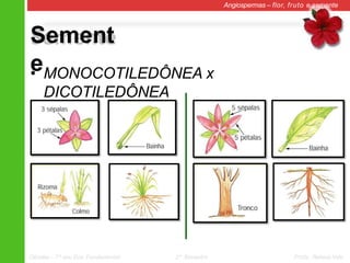 Sement
e
Angiospermas – flor, fruto e semente
• MONOCOTILEDÔNEA x
DICOTILEDÔNEA
Ciências – 7º ano Ens. Fundamental 2º Bimestre Profa. Rebeca Vale
 