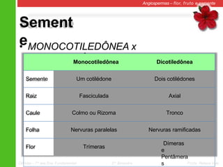 Sement
e
Angiospermas – flor, fruto e semente
• MONOCOTILEDÔNEA x
DICOTILEDÔNEA
Monocotiledônea Dicotiledônea
Semente Um cotilédone Dois cotilédones
Raiz Fasciculada Axial
Caule Colmo ou Rizoma Tronco
Folha Nervuras paralelas Nervuras ramificadas
Flor Trímeras
Dímeras
e
Pentâmera
s
Ciências – 7º ano Ens. Fundamental 2º Bimestre Profa. Rebeca Vale
 