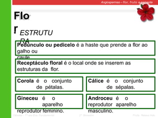 Flo
r
Angiospermas – flor, fruto e semente
• ESTRUTU
RA
Pedúnculo ou pedicelo é a haste que prende a flor ao
galho ou
caule.
Receptáculo floral é o local onde se inserem as
estruturas da flor.
Corola é o conjunto
de pétalas.
Cálice é o conjunto
de sépalas.
Gineceu é o
aparelho
reprodutor feminino.
Androceu é o
aparelho
Ciências – 7º ano Ens. Fundamental 2º Bimestre Profa. Rebeca Vale
reprodutor
masculino.
 