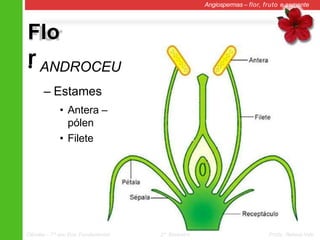 Flo
r
Angiospermas – flor, fruto e semente
• ANDROCEU
– Estames
• Antera –
pólen
• Filete
Ciências – 7º ano Ens. Fundamental 2º Bimestre Profa. Rebeca Vale
 