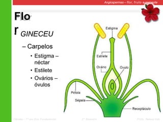 Flo
r
Angiospermas – flor, fruto e semente
• GINECEU
– Carpelos
• Estigma –
néctar
• Estilete
• Ovários –
óvulos
Ciências – 7º ano Ens. Fundamental 2º Bimestre Profa. Rebeca Vale
 
