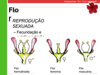 Flo
r
Angiospermas – flor, fruto e semente
• REPRODUÇÃO
SEXUADA
– Fecundação e
autofecundação
• Variabilidade genética
Flor
hermafrodita
Ciências – 7º ano Ens. Fundamental 2º Bimestre Profa. Rebeca Vale
Flor
feminina
Flor
masculina
 