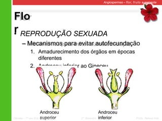 Flo
r
Angiospermas – flor, fruto e semente
• REPRODUÇÃO SEXUADA
– Mecanismos para evitar autofecundação
1. Amadurecimento dos órgãos em épocas
diferentes
2. Androceu inferior ao Gineceu
Androceu
superior
Ciências – 7º ano Ens. Fundamental 2º Bimestre Profa. Rebeca Vale
Androceu
inferior
 