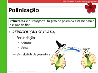 Angiospermas – flor, fruto e semente




Polinização
  Polinização é o transporte do grão de pólen do estame para o
  estigma da flor.

• REPRODUÇÃO SEXUADA
      – Fecundação
            • Animais
            • Vento

      – Variabilidade genética



Ciências – 7º ano Ens. Fundamental   2º Bimestre                       Profa. Rebeca Vale
 