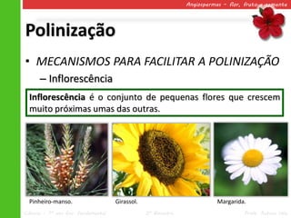 Angiospermas – flor, fruto e semente




Polinização
• MECANISMOS PARA FACILITAR A POLINIZAÇÃO
      – Inflorescência
  Inflorescência é o conjunto de pequenas flores que crescem
  muito próximas umas das outras.




  Pinheiro-manso.                    Girassol.                            Margarida.
Ciências – 7º ano Ens. Fundamental               2º Bimestre                       Profa. Rebeca Vale
 
