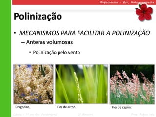 Angiospermas – flor, fruto e semente




Polinização
• MECANISMOS PARA FACILITAR A POLINIZAÇÃO
      – Anteras volumosas
            • Polinização pelo vento




 Dragoeiro.                          Flor de arroz.                        Flor de capim.
Ciências – 7º ano Ens. Fundamental                    2º Bimestre                       Profa. Rebeca Vale
 