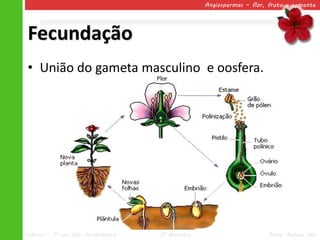 Angiospermas – flor, fruto e semente




Fecundação
• União do gameta masculino e oosfera.




Ciências – 7º ano Ens. Fundamental   2º Bimestre                       Profa. Rebeca Vale
 