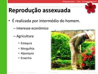 Angiospermas – flor, fruto e semente




Reprodução assexuada
• É realizada por intermédio do homem.
      – Interesse econômico

      – Agricultura
            • Estaquia
            • Mergulhia
            • Alporquia
            • Enxertia



Ciências – 7º ano Ens. Fundamental   2º Bimestre                       Profa. Rebeca Vale
 