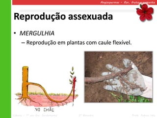 Angiospermas – flor, fruto e semente




Reprodução assexuada
• MERGULHIA
      – Reprodução em plantas com caule flexível.




Ciências – 7º ano Ens. Fundamental   2º Bimestre                       Profa. Rebeca Vale
 