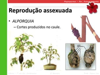 Angiospermas – flor, fruto e semente




Reprodução assexuada
• ALPORQUIA
      – Cortes produzidos no caule.




Ciências – 7º ano Ens. Fundamental   2º Bimestre                       Profa. Rebeca Vale
 