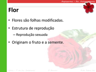 Angiospermas – flor, fruto e semente




Flor
• Flores são folhas modificadas.
• Estrutura de reprodução
      – Reprodução sexuada

• Originam o fruto e a semente.




Ciências – 7º ano Ens. Fundamental   2º Bimestre                       Profa. Rebeca Vale
 