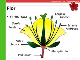 Angiospermas – flor, fruto e semente




Flor
                                                        Carpelo
• ESTRUTURA                                                Gineceu

     Corola
                                                                       Estame
   Pétala                                                             Androceu



         Cálice
      Sépala

                                                    Receptáculo
                 Pedúnculo
Ciências – 7º ano Ens. Fundamental   2º Bimestre                       Profa. Rebeca Vale
 