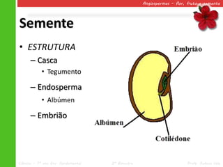 Angiospermas – flor, fruto e semente




Semente
• ESTRUTURA
      – Casca
            • Tegumento

      – Endosperma
            • Albúmen

      – Embrião




Ciências – 7º ano Ens. Fundamental   2º Bimestre                       Profa. Rebeca Vale
 