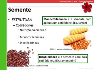 Angiospermas – flor, fruto e semente




Semente
• ESTRUTURA                                 Monocotiledônea é a semente com
                                            apenas um cotilédone. (Ex.: arroz)
      – Cotilédones
            • Nutrição do embrião

            • Monocotiledôneas
            • Dicotiledôneas

                                                     Milho - Monocotiledônea.


                                      Dicotiledônea é a semente com dois
                                      cotilédones. (Ex.: amendoim)
                           Feijão - Dicotiledônea.
Ciências – 7º ano Ens. Fundamental              2º Bimestre                        Profa. Rebeca Vale
 