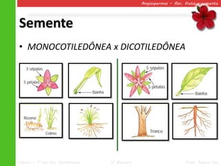 Angiospermas – flor, fruto e semente




Semente
• MONOCOTILEDÔNEA x DICOTILEDÔNEA




Ciências – 7º ano Ens. Fundamental   2º Bimestre                       Profa. Rebeca Vale
 