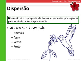 Angiospermas – flor, fruto e semente




Dispersão
  Dispersão é o transporte de frutos e sementes por agentes
  para locais distantes da planta-mãe.

• AGENTES DE DISPERSÃO
      – Animais
      – Água
      – Vento
      – Fruto


Ciências – 7º ano Ens. Fundamental   2º Bimestre                       Profa. Rebeca Vale
 