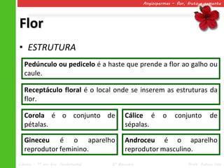 Angiospermas – flor, fruto e semente




Flor
• ESTRUTURA
   Pedúnculo ou pedicelo é a haste que prende a flor ao galho ou
   caule.

   Receptáculo floral é o local onde se inserem as estruturas da
   flor.

   Corola é o conjunto de                  Cálice é         o    conjunto         de
   pétalas.                                sépalas.

   Gineceu é o aparelho                    Androceu é o aparelho
   reprodutor feminino.                    reprodutor masculino.
Ciências – 7º ano Ens. Fundamental   2º Bimestre                       Profa. Rebeca Vale
 