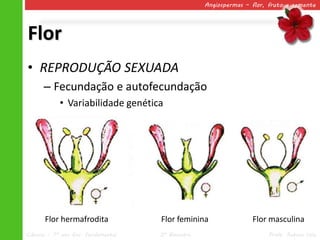 Angiospermas – flor, fruto e semente




Flor
• REPRODUÇÃO SEXUADA
      – Fecundação e autofecundação
            • Variabilidade genética




       Flor hermafrodita             Flor feminina                Flor masculina
Ciências – 7º ano Ens. Fundamental   2º Bimestre                       Profa. Rebeca Vale
 