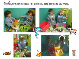 A brincar e separar os animais, aprendo cada vez mais . 