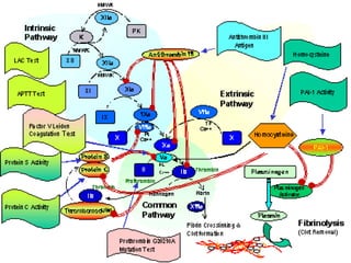 V. Hyper Coagulation State | PPT