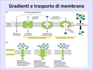 Gradienti e trasporto di membrana
 
