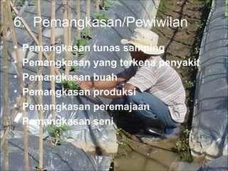 6. Pemangkasan/Pewiwilan
• Pemangkasan tunas samping
• Pemangkasan yang terkena penyakit
• Pemangkasan buah
• Pemangkasan produksi
• Pemangkasan peremajaan
• Pemangkasan seni
 