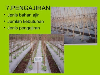 7.PENGAJIRAN
• Jenis bahan ajir
• Jumlah kebutuhan
• Jenis pengajiran
 