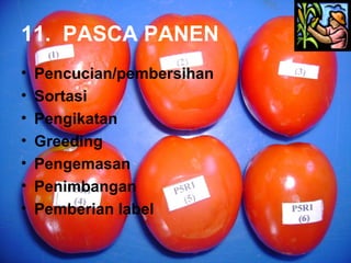 11. PASCA PANEN
• Pencucian/pembersihan
• Sortasi
• Pengikatan
• Greeding
• Pengemasan
• Penimbangan
• Pemberian label
 