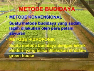 METODE BUDIDAYA
• METODE KONVENSIONAL
Suatu metode budidaya yang sudah
lazim dilakukan oleh para petani
sayuran
• METODE HIDROPONIK
Suatu metode budidaya dengan teknik
modern yang biasa dilakukan di dalam
green house
 