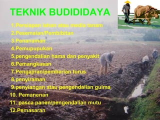 TEKNIK BUDIDIDAYA
1.Persiapan lahan atau media tanam
2.Pesemaian/Pembibitan
3.Penanaman
4.Pemupupukan
5.pengendalian hama dan penyakit
6.Pemangkasan
7.Pengajiran/pemberian turus
8.penyiraman
9.penyiangan atau pengendalian gulma
10. Pemanenan
11. pasca panen/pengendalian mutu
12.Pemasaran
 