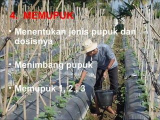 4. MEMUPUK
• Menentukan jenis pupuk dan
dosisnya
• Menimbang pupuk
• Memupuk 1, 2 , 3
 