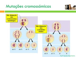 Mutações cromossómicas

Profª Sandra Nascimento

 