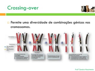 Crossing-over


Permite uma diversidade de combinações génicas nos
cromossomas.

Profª Sandra Nascimento

 