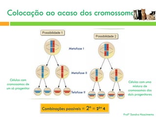 Colocação ao acaso dos cromossomas

Metafase I

Metafase II
Células com
cromossomas de
um só progenitor
Telofase II

Células com uma
mistura de
cromossomas dos
dois progenitores

Combinações possíveis = 2n = 22= 4
Profª Sandra Nascimento

 