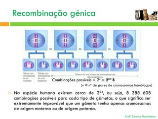 Recombinação génica

Combinações possíveis = 2n = 23= 8
(n = nº de pares de cromossomas homólogos)


Na espécie humana existem cerca de 223, ou seja, 8 388 608
combinações possíveis para cada tipo de gâmetas, o que significa ser
extremamente improvável que um gâmeta tenha apenas cromossomas
de origem materna ou de origem paterna.
Profª Sandra Nascimento

 