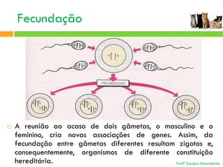 Fecundação



A reunião ao acaso de dois gâmetas, o masculino e o
feminino, cria novas associações de genes. Assim, da
fecundação entre gâmetas diferentes resultam zigotos e,
consequentemente, organismos de diferente constituição
hereditária.
Profª Sandra Nascimento

 