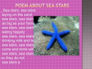        poem about sea stars. Sea stars, sea stars   laying on the sand sea stars, sea stars as big as your hand sea stars, sea stars  eating happily sea stars, sea stars drinking milk and tea sea stars, sea stars come and drink with me sea stars, sea starsno they do not  sea stars a
