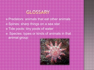               GlossaryPredators: animals that eat other animalsSpines: sharp things on a sea starTide pools: tiny pools of water  Species: types or kinds of animals in that animal group