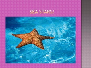                  sea stars!